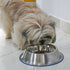 CHIPPI Comfort Bowl